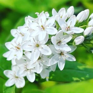 Meet your Posher, De